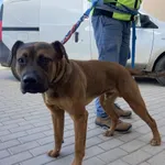 Znaleziono psa, Świdnica, 5 kwietnia 2024