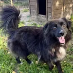 Pies do adopcji, Chojnice, 26 stycznia 2023