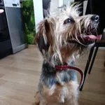 ZNALEZIONA suczka typu York 