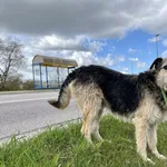 Znaleziono psa, Puławy, 5 kwietnia 2024