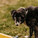 Homer 985100006969365