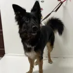 Bytom 616093902520684 mieszaniec czarna podpalana, biały krawat suka 154/2024