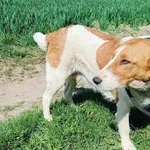 Znaleziono psa, Racławice, 5 kwietnia 2024