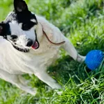 Pies do adopcji, Jelenia Góra, 29 marca 2024