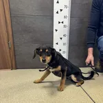 Przyjęty: 2024-04-08 Gmina: Imielin Płeć: Pies Opis: mieszaniec, czarne-podpalane