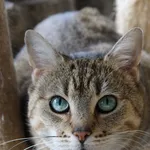 Kot do adopcji, Jelenia Góra, 8 grudnia 2023