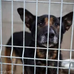 Pies do adopcji, Konin, 30 listopada 2022