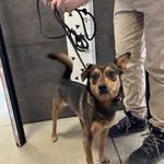 Przyjęty: 2024-04-08 Gmina: Imielin Płeć: Pies Opis: mieszaniec, brąz