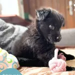 Pies do adopcji, Dąbrówka, 8 kwietnia 2024
