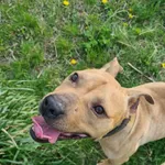 Pies do adopcji, Konin, 17 stycznia 2023