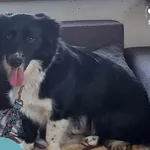 Znaleziono psa, Dąbrówka, 8 kwietnia 2024