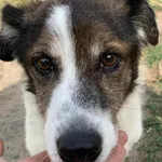 Dziadzio - ur.ok. 29.06.2012