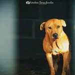 Pies do adopcji, Konin, 22 września 2022