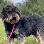 Imię: Amorek Czip: 616093902524332 Płeć: samiec Wiek: styczeń 2020 Wielkość: mały Kastracja/sterylizacja: tak Inne Psy: Akceptuje towarzystwo innych zwierząt Dzieci: W wieku szkolnym Charakter: Miły, 