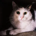 Kot do adopcji, Konin, 9 kwietnia 2021
