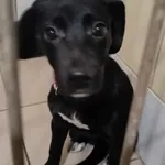 Pies do adopcji, Konin, 28 grudnia 2023