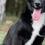 Imię: Lusia Czip: 616093902524382 Płeć: samica Wiek: listopad 2023 Wielkość: szczeniak Kastracja/sterylizacja: tak Inne Psy: Akceptuje towarzystwo innych zwierząt Dzieci: W wieku szkolnym Charakter: M