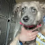 12856/70/24 Sasha -  data przyjęcia - 08.04.2024