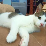 Kot do adopcji, Konin, 12 sierpnia 2021