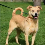 Znaleziono psa, Grudziądz, 21 grudnia 2022