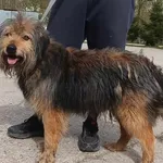 Znaleziono psa, Pieckowo, 9 kwietnia 2024