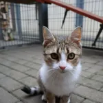 Kot do adopcji, Częstochowa, 2 grudnia 2023