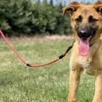 Imię: Oliwka Czip: 939000011015316 Płeć: samica Wiek: czerwiec 2023 Wielkość: średni Kastracja/sterylizacja: tak Inne Psy: Akceptuje towarzystwo innych zwierząt Dzieci: W wieku szkolnym Charakter: Mił