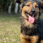 Imię: Messi Czip: 939000011015318 Płeć: samiec Wiek: luty 2023 Wielkość: mały Kastracja/sterylizacja: tak Inne Psy: Akceptuje towarzystwo innych zwierząt Dzieci: W wieku szkolnym Charakter: Radosny ży