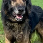 Imię: Gandalf Czip: 939000011015307 Płeć: samiec Wiek: styczeń 2010 Wielkość: duży Kastracja/sterylizacja: tak Inne Psy: Akceptuje towarzystwo innych zwierząt Dzieci: W wieku szkolnym Charakter: Spoko