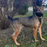 Znaleziono psa, Przemyśl, 11 kwietnia 2024