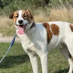 Imię: Leon Czip: 616093902524230 Płeć: samiec Wiek: styczeń 2023 Wielkość: mały Kastracja/sterylizacja: tak Inne Psy: Akceptuje towarzystwo innych zwierząt Dzieci: W wieku szkolnym Charakter: Miły, sy