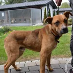 Przyjęty: 2024-04-09 Gmina: Klimontów Płeć: Pies Opis: mieszaniec, brązowo-białe