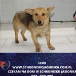 Lewi