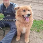 Pies do adopcji, Przyborówko, 12 kwietnia 2024