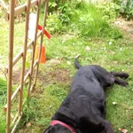 Czarny młody labrador