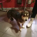 Pies do adopcji, Młodolino, 16 stycznia 2024
