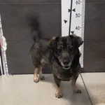 Przyjęty: 2024-04-15 Gmina: Łodygowice Płeć: Suka Opis: mieszaniec, szara