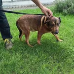 Pies do adopcji, Młodolino, 2 sierpnia 2023
