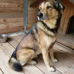 Pies do adopcji, Orzechowce, 14 kwietnia 2024