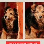 Pies do adopcji, Czartki, 16 kwietnia 2024