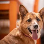 Niewielki Lisek - fajny psiak szuka fajnego domu!