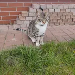 Znaleziono kota, Szczecin, 18 kwietnia 2024