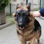 Znaleziono psa, Łódź, 19 kwietnia 2024
