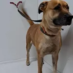 Bytom mieszaniec brązowa z białym czarna kufa suka 173/2023