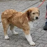 Pies do adopcji, Oborniki, 22 marca 2024