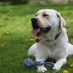 Suczka poz. 24/0263 w DT