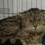 Znaleziono kota, Sosnowiec, 21 kwietnia 2024