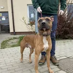 Nr: 139/2024 - Pies z Świdnica Miasto