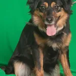 BRYTANI /W PROCESIE ADOPCYJNYM OD 26.05.2024/