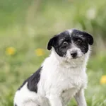 Pies do adopcji, Wysocko Wielkie, 21 kwietnia 2024